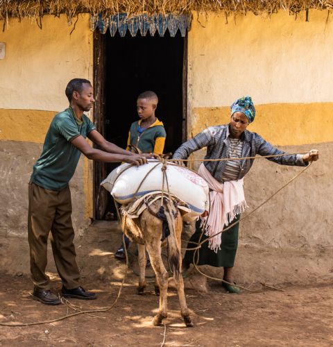 A family loading their items on a donkey