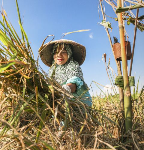 Woman collecting her crops