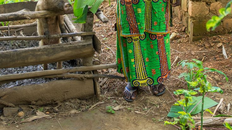 GIA, The little pig that can 2025